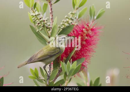Tennessee tennessee warbler (Vermivora peregrina) adult male, with deformed bill, perches on flowering Bottlebrush (Callistemon sp.) introduced Stock Photo