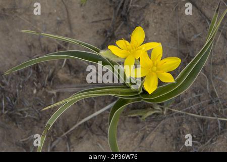Yellow Star-flower (Hypoxis iridifolia) flowering, Golden Gate Highlands N.P., Drakensberg Mountains, Free State, South Africa Stock Photo