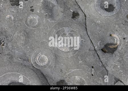 Petrification, fossil, fossilium, fossilised, fossilised, fossilised, fossilised, Ammonite (Coroniceras bucklandi) fossils exposed in rock pavement Stock Photo