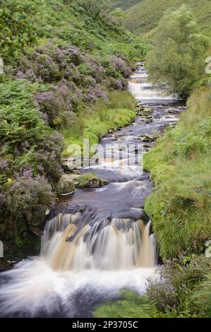 View of cascading stream and waterfall, Fairbrook Naze, Kinder Scout, Dark Peak, Peak District N. P. Derbyshire, England, United Kingdom Stock Photo