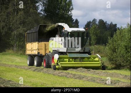 Claas Jaguar 850 self-propelled forage harvester, grass chopper and loader wagon for silage, Alunda, Uppland, Sweden Stock Photo