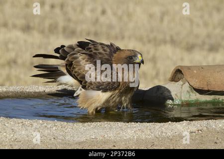 Booted Eagle (Hieraaetus pennatus) pale morph, bathing in pool, Castilla y Leon, Spain Stock Photo