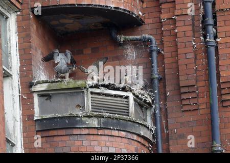 Peregrine Falcon (Falco peregrinus) adult pair with chicks, at nestsite on building ledge in town, East Mill, Belper, Derbyshire, England, United Stock Photo