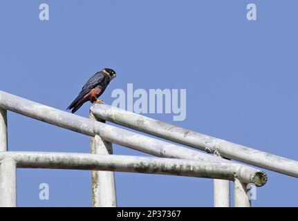 Bat Falcon (Falco rufigularis petoensis) adult, perched on railing, Summit Pond, Panama Stock Photo
