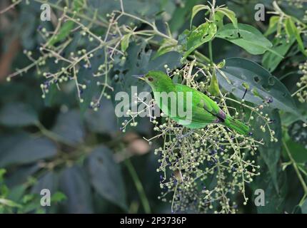 Green honeycreeper (Chlorophanes spiza argutus), adult female, feeding on a fruit tree, Canopy Tower, Panama Stock Photo
