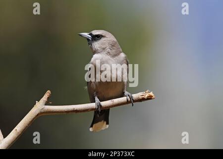 Black-faced Woodswallow (Artamus cinereus) adult, perched on twig, Ormiston Gorge, West MacDonnell N.P., West MacDonnell Range, Red Centre, Northern Stock Photo