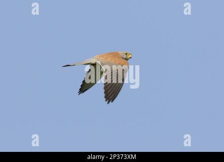 Lesser Kestrel (Falco naumanni) adult male, in flight, Lemnos, Greece Stock Photo