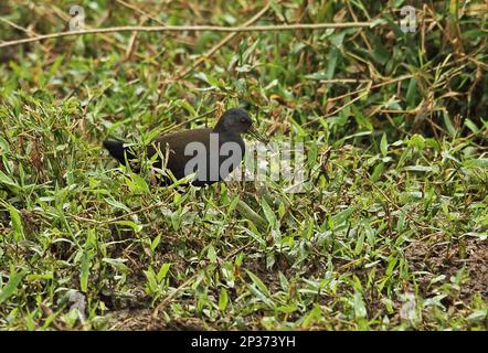 Blackish Rail (Pardirallus nigricans nigricans) adult, foraging amongst damp vegetation, Atlantic Rainforest, Brazil Stock Photo