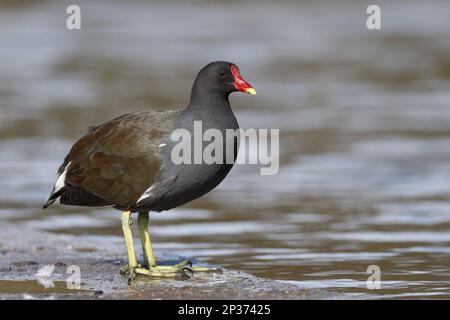 Common Moorhen (Gallinula chloropus) adult, standing at edge of water, Warwickshire, England, United Kingdom Stock Photo