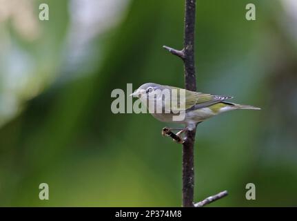 Tennessee Warbler (Vermivora peregrina) adult, perched on twig, Canopy Lodge, Panama Stock Photo