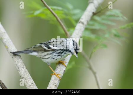 Setophaga striata, Blackpoll Warbler (Dendroica striata), songbirds, animals, birds, Blackpoll Warbler adult male, perched on twig during migration Stock Photo