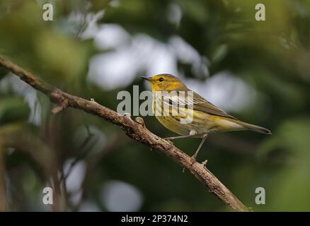 Cape May Warbler (Setophaga tigrina) immature male, first winter plumage, perched on twig, Linstead, Jamaica Stock Photo