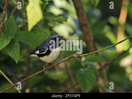 Black-throated Blue Warbler (Dendroica caerulescens) adult male, perched on twig, Linstead, Jamaica Stock Photo