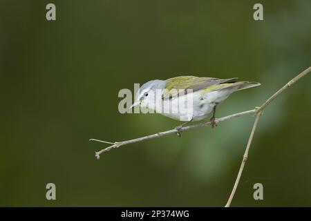 Tennessee Warbler (Vermivora peregrina) adult male, perched on twig during migration, Gulf Coast, Texas, U.S.A. Stock Photo