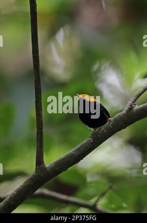 Golden-headed pipra manakin (Ceratopipra erythrocephala erythrocephala), adult male, sitting on a branch, Darien, Panama Stock Photo