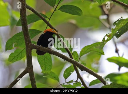 Golden-headed pipra manakin (Ceratopipra erythrocephala erythrocephala), adult male, sitting on a branch, Darien, Panama Stock Photo