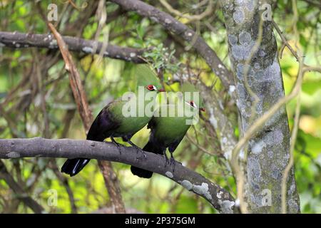 Guinea turacos (Tauraco persa), Green-helmeted Turaco, Animals, Birds, Turacos (captive), Turaco adult pair, perched on branch, Guinea Stock Photo
