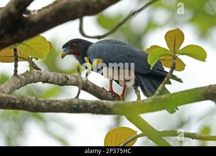 Red-throated caracara (Ibycter americanus), adult, sitting on a branch, Darien, Panama Stock Photo