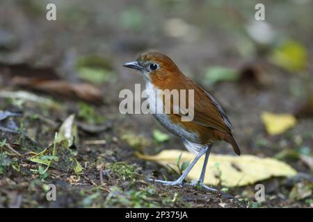 White-bellied Antpitta (Grallaria hypoleuca) adult, standing on the forest floor, San Isidro, Andes, Napo Province, Ecuador Stock Photo