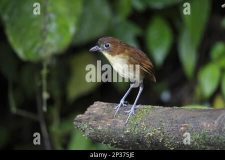 Yellow-breasted antpitta (Grallaria flavotincta), adult, standing on branch, Paz des (Aves), Mindo, Andes, Pichincha Province, Ecuador Stock Photo