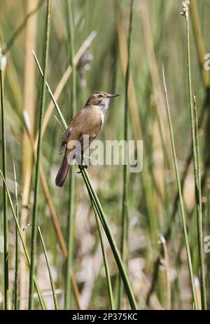 Australian Reed-warbler (Acrocephalus australis) adult, perched on stems at river edge, Glen Helen Gorge, West MacDonnell N.P., West MacDonnell Stock Photo