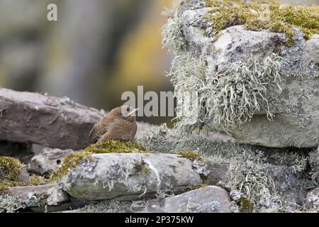 Shetland wren (Troglodytes troglodytes zetlandicus), young bird, standing on dry stone wall, Shetland Islands, Scotland, United Kingdom Stock Photo