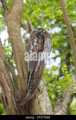 Northern Potoo (Nyctibius jamaicensis) adult, roosting on branch during daytime, Jamaica Stock Photo