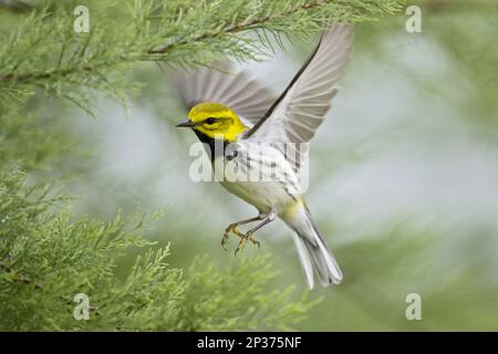 Black-throated Green Warbler (Setophaga virens), adult male, on the run, hunting insects during migration, Gulf Coast, utricularia ochroleuca (U.) Stock Photo