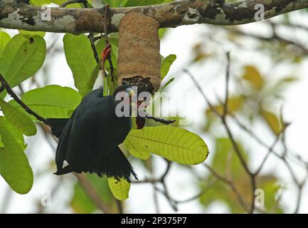 Red-throated caracara (Ibycter americanus) adult, feeding on wasp nest in tree, Darien, Panama Stock Photo