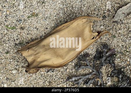 Common skate (Dipturus batis) 'Mermaid's purse' Egg case (collector's picture) Stock Photo