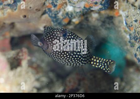White-spotted boxfish, whitespotted boxfishes (Ostracion meleagris), White-spotted boxfish, Other animals, Fish, Perch-like, Animals, White-spotted Stock Photo