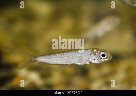 Powan (Coregonus clupeoides) young, swimming in tank, Scottish Centre for Ecology and the Natural Environment (SCENE), Rowardennan, Loch Lomond, Loch Stock Photo