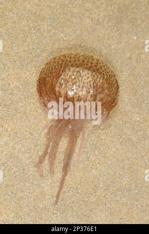 Mauve Stinger (Pelagia noctiluca) adult, stranded on beach, Newquay, Cornwall, England, United Kingdom Stock Photo