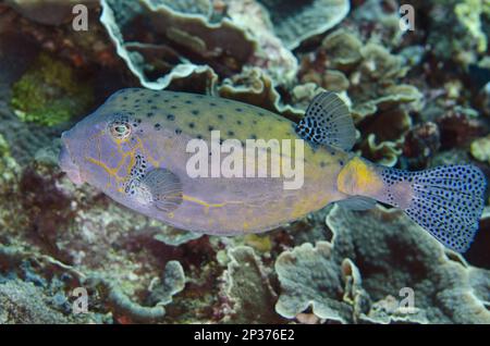 Yellow Boxfish (Ostracion cubicus) adult, Tepekong, Candidasa, Bali, Lesser Sunda Islands, Indonesia Stock Photo