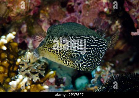 Reticulate Boxfish (Ostracion solorensis) adult female, Mimping, Candidasa, Bali, Lesser Sunda Islands, Indonesia Stock Photo