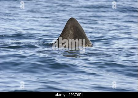 Basking shark (Cetorhinus maximus), Basking Shark, Other animals, Fish, Shark, Animals, Basking Shark adult, dorsal fin at surface of water, St. Stock Photo