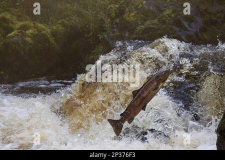 Atlantic salmon (Salmo salar) adult, jumping up the waterfall, moving upstream to spawning site, River Whiteadder, Berwickshire, Scottish Borders Stock Photo