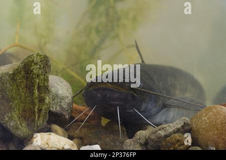Wels Catfish (Silurus glanis) introduced species, adult, in tank,  Nottingham, Nottinghamshire, England, United Kingdom Stock Photo - Alamy