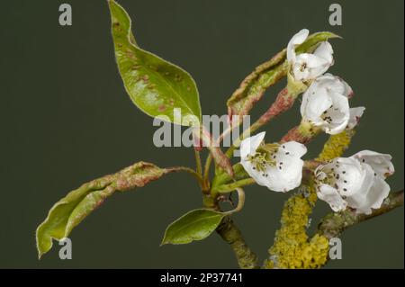 Early blisters of the pear leaf blister mite, Eriophyes pyri, red on young pear foliage and flower stems in spring Stock Photo