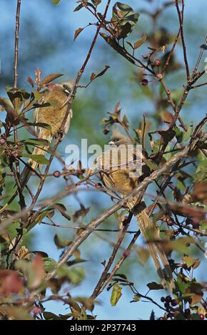 Speckled Mousebird (Colius striatus) two adults, perched in tree, Wakkerstroom, Mpumalanga, South Africa Stock Photo