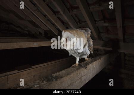 Barn Owl (Tyto alba alba) adult, perched on beam in barn at night, England, United Kingdom Stock Photo