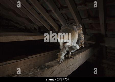 Barn Owl (Tyto alba alba) adult, with rodent prey in beak, perched on beam in barn at night, England, United Kingdom Stock Photo