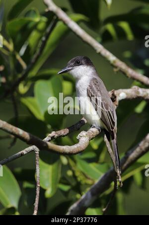 Loggerhead Kingbird (Tyrannus caudifasciatus jamaicensis) adult ...