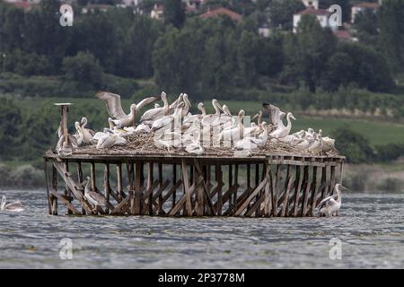 Dalmatian Pelican, Dalmatian Pelicans, Pelican, Arboreal, Animals, Birds, Nesting colony of Dalmatian Pelican on Lake Kerkini, Greece Stock Photo