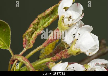 Early blisters of the pear leaf blister mite, Eriophyes pyri, red on young pear foliage and flower stems in spring Stock Photo