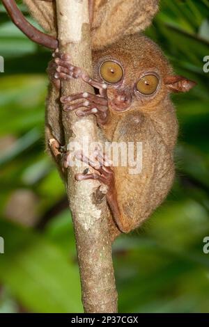 Philippine tarsier (Tarsius syrichta), Bohol, Visayas, Philippines Stock Photo