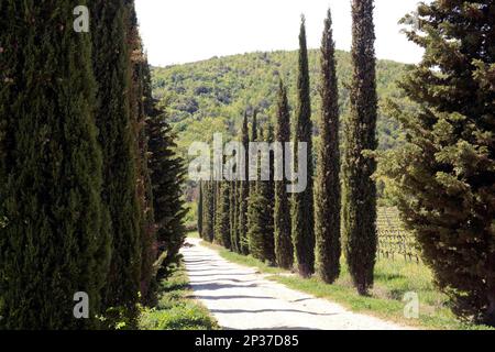 Mediterranean cypress (Cupressus sempervirens), Tuscany, Italy, Europe Stock Photo