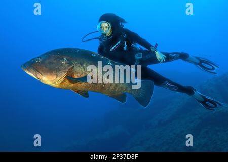 Dusky grouper (Epinephelus marginatus) and diver, Mediterranean Sea, Lavezzi Islands, Corsica, Europe, France Stock Photo