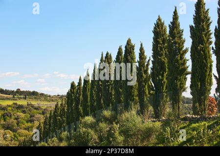 Mediterranean cypress (Cupressus sempervirens), Tuscany, Italy, Europe Stock Photo