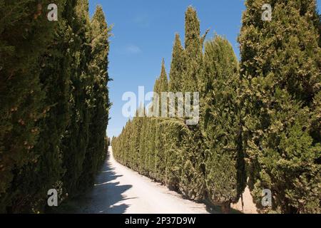 Mediterranean cypress (Cupressus sempervirens), Tuscany, Italy, Europe Stock Photo